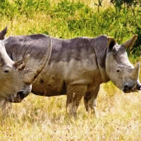 Highlights of Tanzania, 11 Days