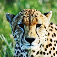 Kenya & Tanzania Adventure, 13 Days