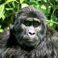 Game Parks & Gorillas, 28 Days