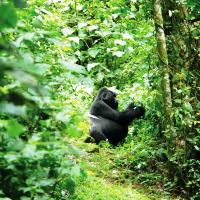 Ultimate African Adventure, 39 Days