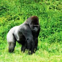 Gorilla Encounter, 14 Days