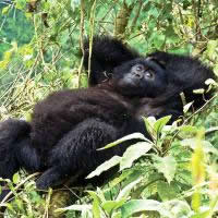 Ultimate African Adventure, 46 Days