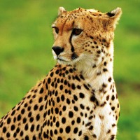 Classic Africa 53 Days