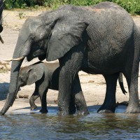 African Dreams 58 Days