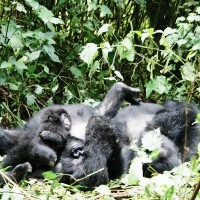 Gorillas & Zanzibar 26 Days