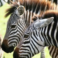 Beautifal Africa 53 Days