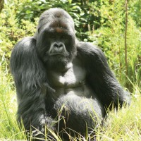 Gorillas & Game 16 Days