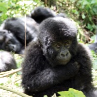 Cape to Gorillas 54 Days