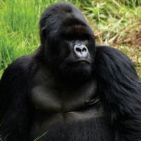 Gorilla to Falls 34 Days