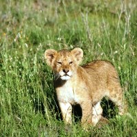 North to Zanzibar 34 Days