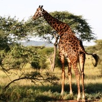 South Africa to Vic Falls 20 Days