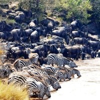 Zanzibar to Cape 33 Days