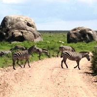 Zanzibar to Johannesburg 44 Days