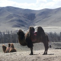Trans Mongolian Railway 21 Days