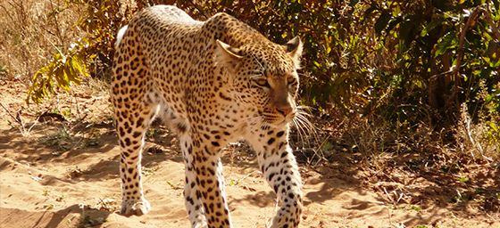 Leopard in Chobe National Park, Botswana | by Flight Centre's Trill Canfield