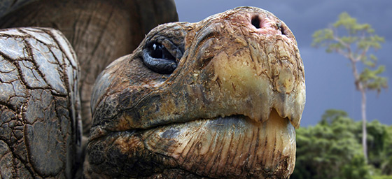 Galápagos giant tortoise
