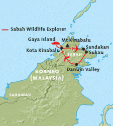 Orang-utans & Rainforests