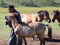 Classic Trans Mongolian