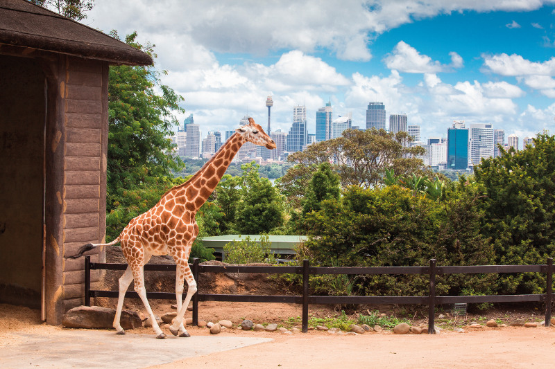 A giraffe at Taronga Zoo in Sydney