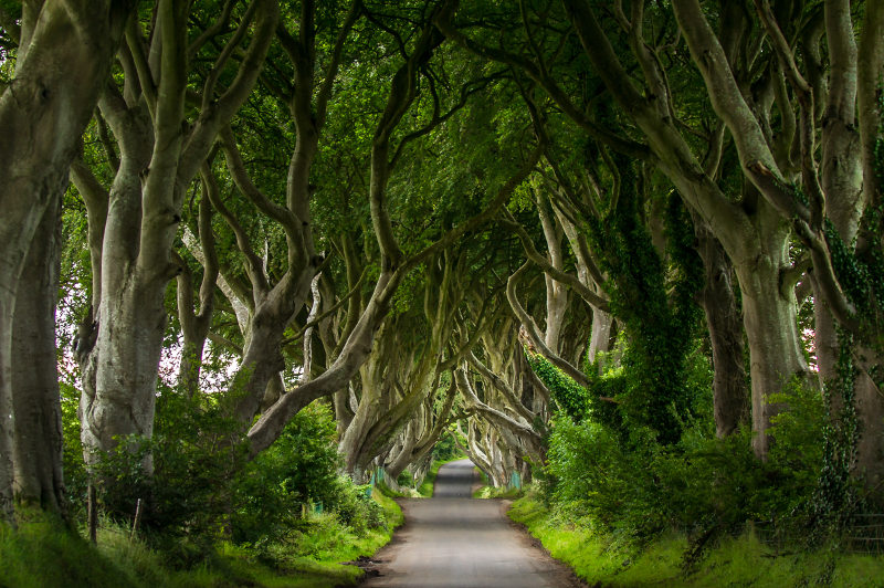 Northern Ireland's Dark Hedges, an avenue of 18th-century beech trees.