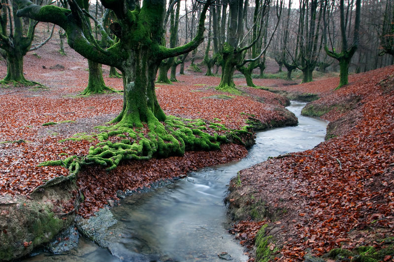 Unusual trees, cloaked in green moss stand on a carpet of autumn leaves in Otzarreta Forest in the Basque Country of Spain.