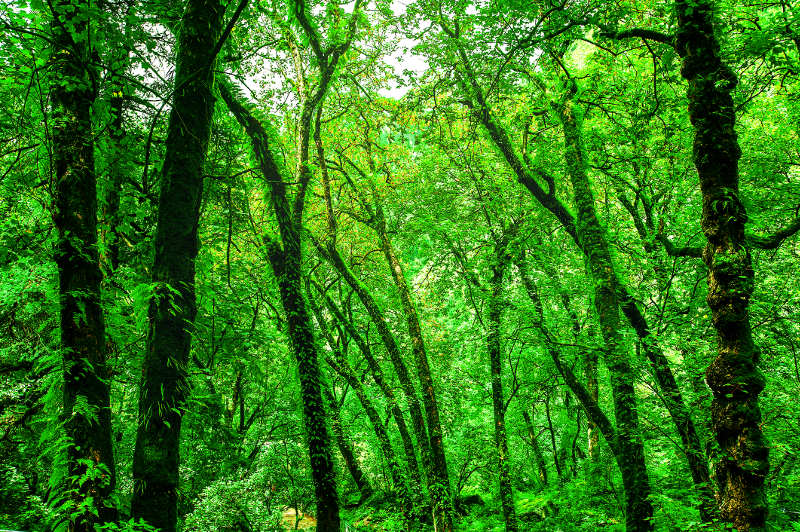 A bright green forest in the Valley of Flowers National Park, Uttarakhand, India
