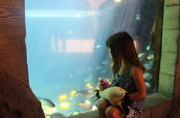 A little girl looks at the fish within the viewing tank at Aulani resort