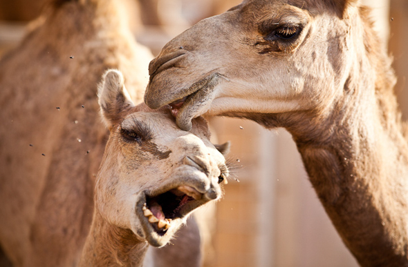 Dubai camels