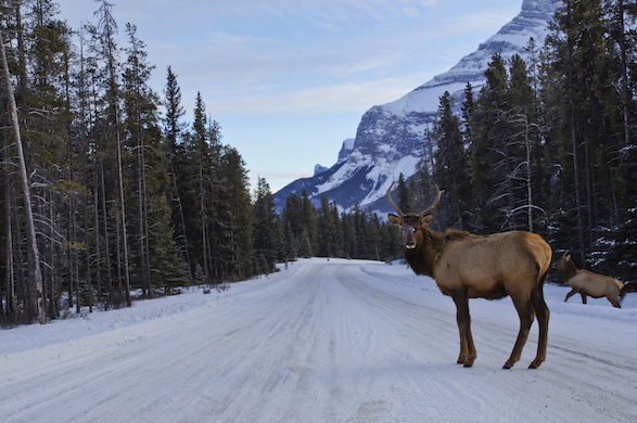 Elk along an icy roadway in Canada.