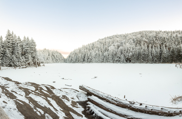 Lake Spruce