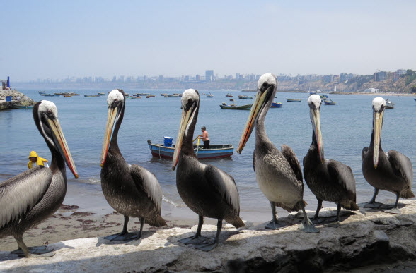  The view from the Chorrillos fish markets includes hopeful pelicans.