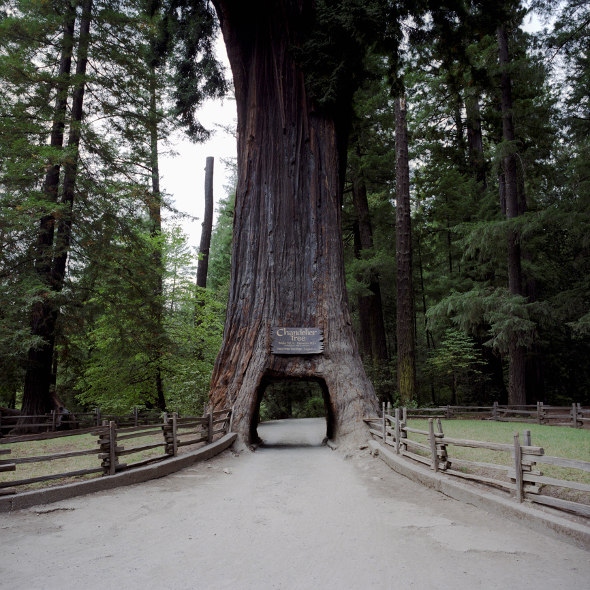 chandelier tree california is large enough for a car to drive through