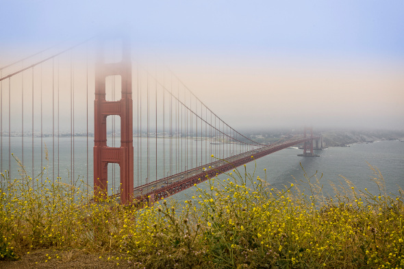 Golden Gate Bridge at dusk with flowers in foreground