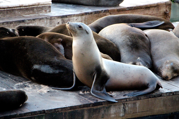 sea lions at pier 39 san francisco
