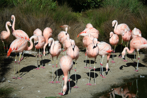 A group of flamingos at san francisco zoo
