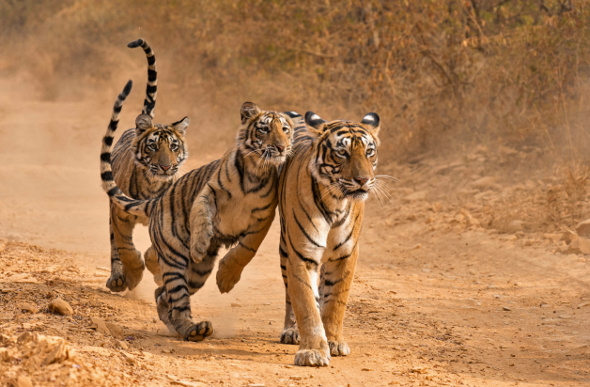 Where To See Tigers In The Wild Ethically