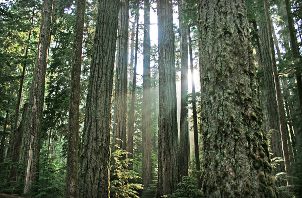 A temperate rainforest on Vancouver Island