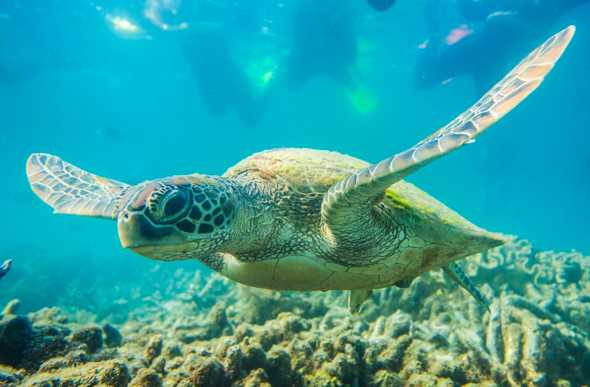 Turtle in the Whitsundays