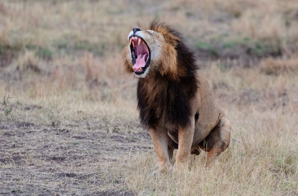 A roaring lion