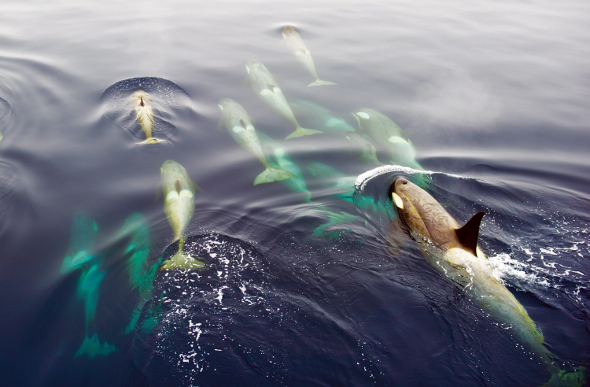 A group of orcas in Antarctica
