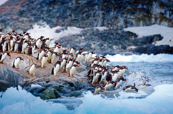 Gentoo penguins diving into the water