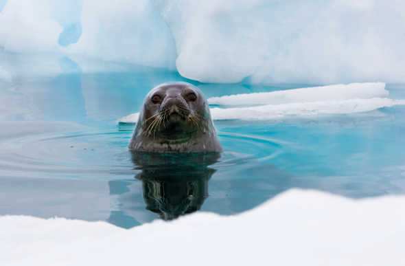 Weddell seal