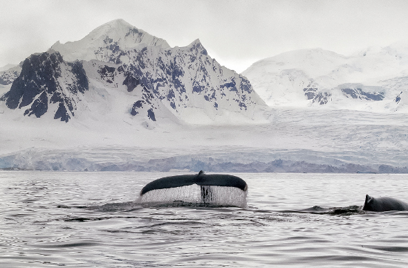 Whale tail breaks the surface in Antarctica
