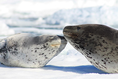 Antarctica