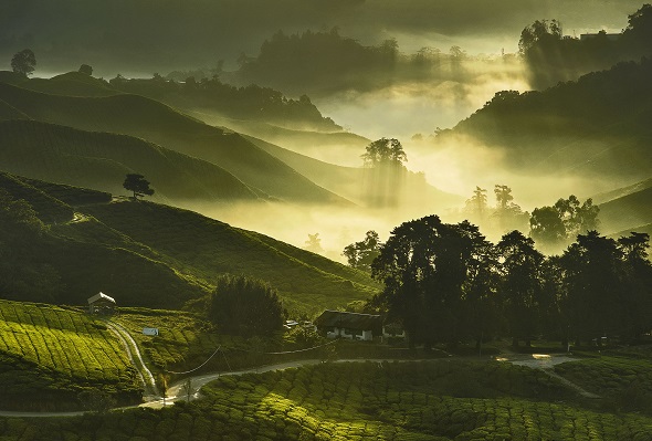 Elevated view of tea plantations with mist and morning sunlight at Cameron Highland, Malaysia.
