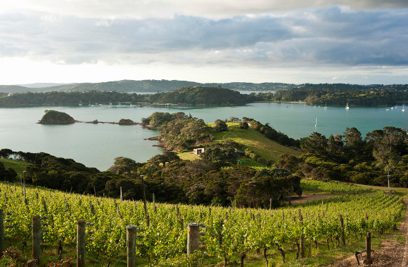 Vineyards stretch towards the water on Waiheke Island. Picture: Getty Images