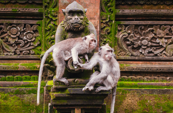 Two long-tailed macaques on a monkey statue