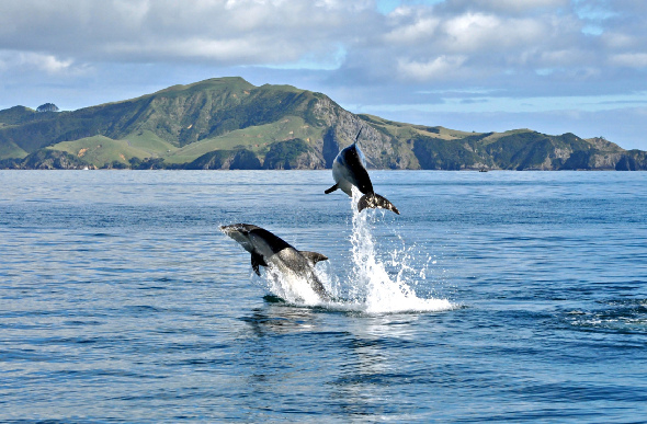 Dolphins at Bay of Islands