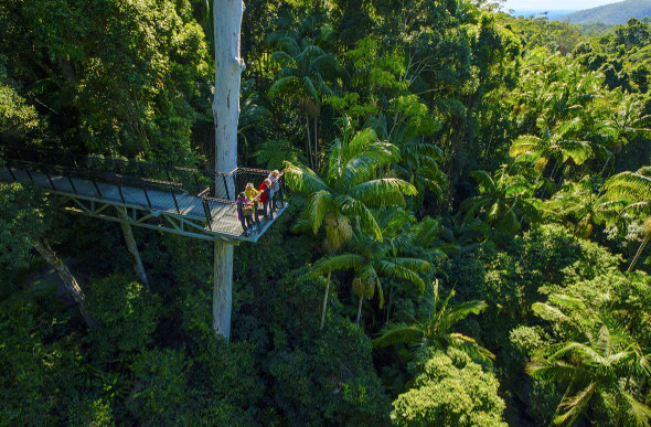  Day trip from Brisbane to Rainforest Skywalk