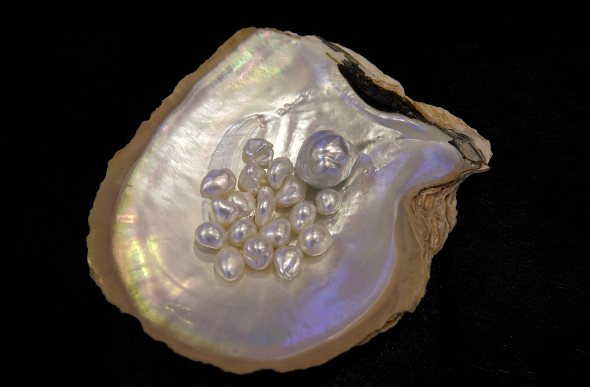 Pearls from Broome in Western Australia rest in a pearl shell.